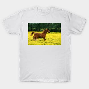 Arabian Foal And Mare In A Field Of Buttercups T-Shirt